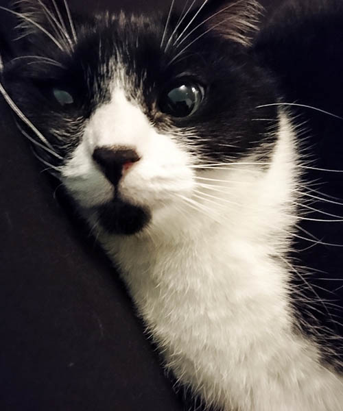 Pixel
