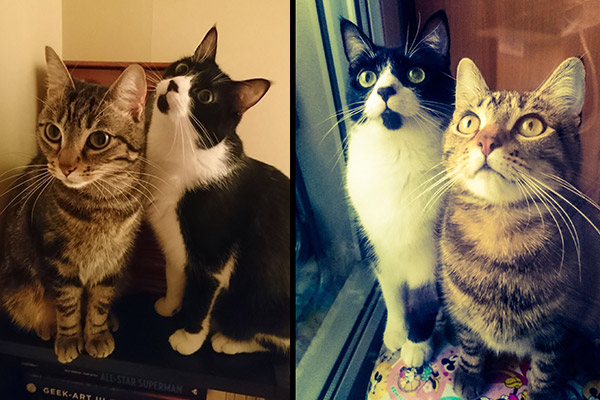 We are French artists,<br/>We are sisters,<br/>We are cats!